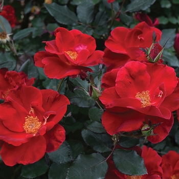 Rosa 'Small Miracle' 