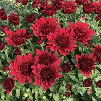 Chrysanthemum grandiflorum 'Morgana Red'