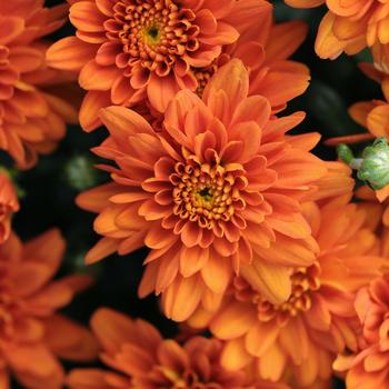Chrysanthemum grandiflorum 'Orange Zest' 