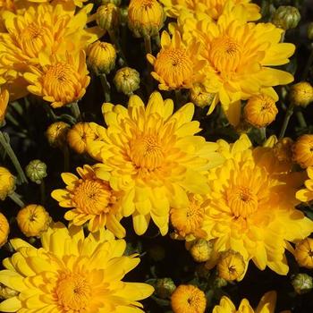 Chrysanthemum grandiflorum 'Sundance Yellow' 