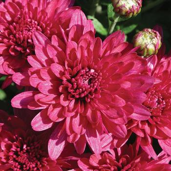 Chrysanthemum x morifolium 'Wanda™ Purple'