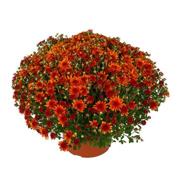 Chrysanthemum x morifolium 'Wanda™ Bronze'