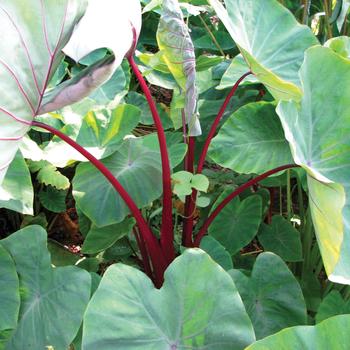 Colocasia esculenta 'Sangria'