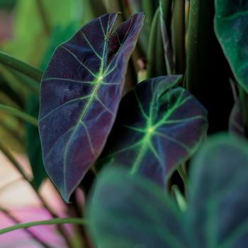 Colocasia esculenta 'Illustris'