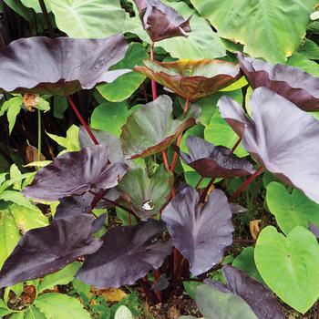 Colocasia esculenta 'Tea Party' 