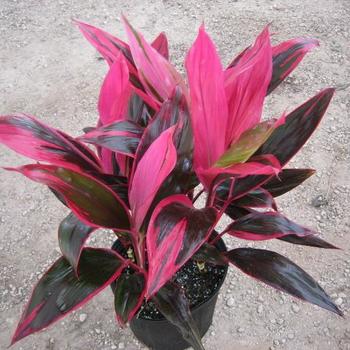 Cordyline fruticosa 'Red Sister'