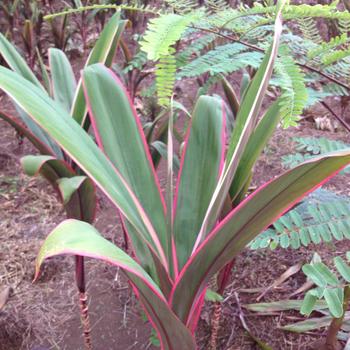 Cordyline fruticosa 'Hilo Rainbow'