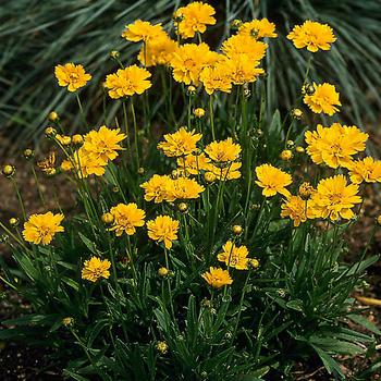 Coreopsis grandiflora 'Early Sunrise' 