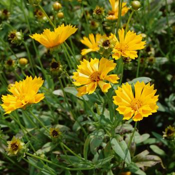 Coreopsis grandiflora 'Jethro Tull'