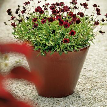 Cosmos atrosanguineus 'Choca Mocha'