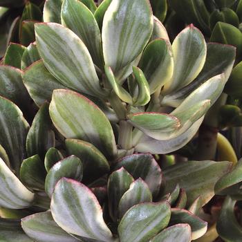 Crassula ovata 'Variegata' 