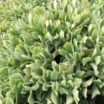 Crassula ovata 'Sunset Curls' 