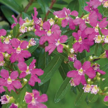 Cuphea hyssopifolia 'Lavender Lace'