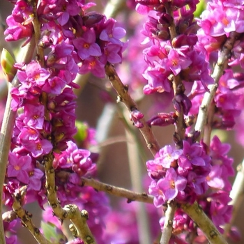 Daphne mezereum