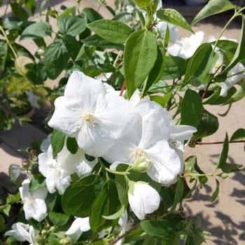 Philadelphus x virginalis