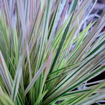 Deschampsia caespitosa 'Northern Lights'