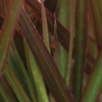 Dracaena marginata 'Bloodstone' 