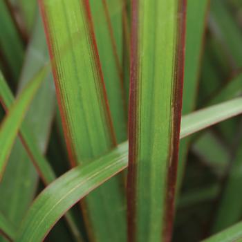 Dracaena marginata Cordylena® 'Jade'