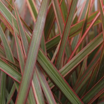 Dracaena marginata Cordylena® 'Ruby'