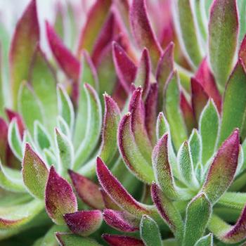 Echeveria setosa 'Arrow' 