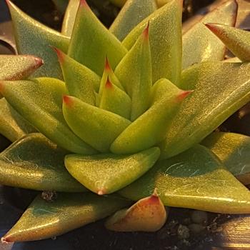 Echeveria 'Ebony'