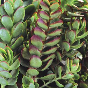 Crassula radicans