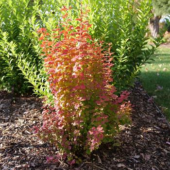 Berberis thunbergii 'Sunjoy Orange Pillar®'