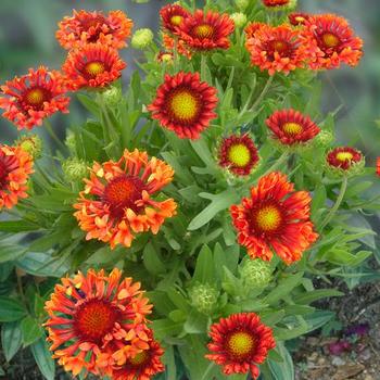 Gaillardia 'Fanfare Blaze' PP23494