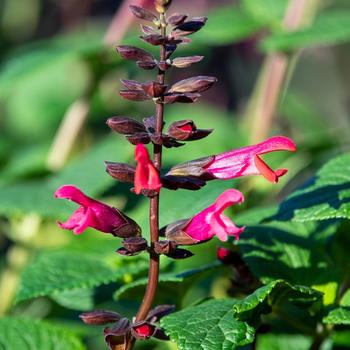 Salvia x guaranitica Bodacious® 'Jammin' Jazzberry'