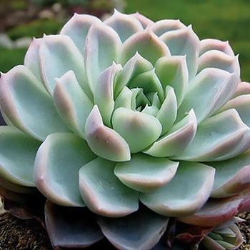 Echeveria elegans