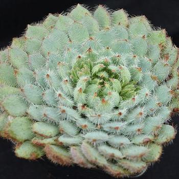 Echeveria setosa diminuta 'Firecracker'