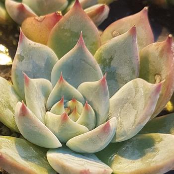 Echeveria agavoides 'Red Tip'