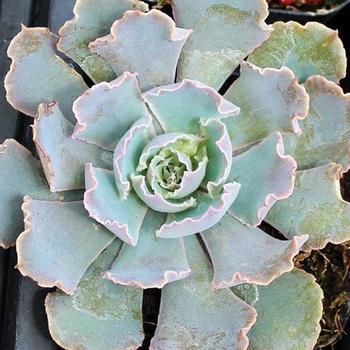 Echeveria 'Rosea' 