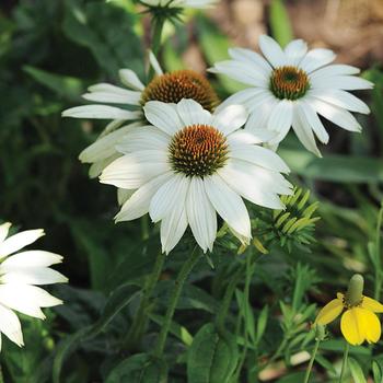 Echinacea purpurea 'PowWow White' 