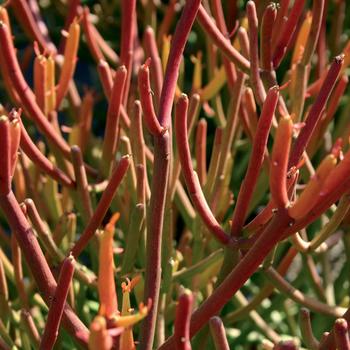 Euphorbia tirucalli 'Rosea'