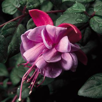 Fuchsia magellanica 'Blue Eyes'