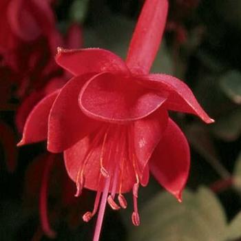 Fuchsia 'Marinka' 