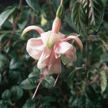 Fuchsia 'Southgate'