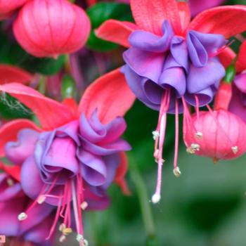 Fuchsia 'Winston Churchill' 