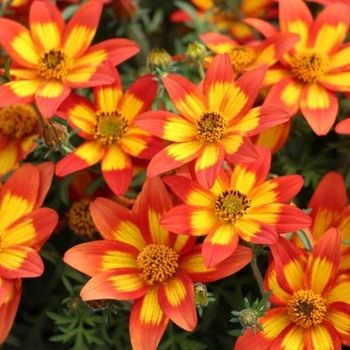 Bidens ferulifolia 'Embers' 