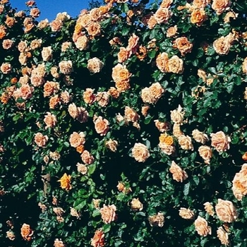 Rosa 'Autumn Sunset®' 