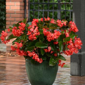 Begonia Megawatt™ 'Red Green Leaf'