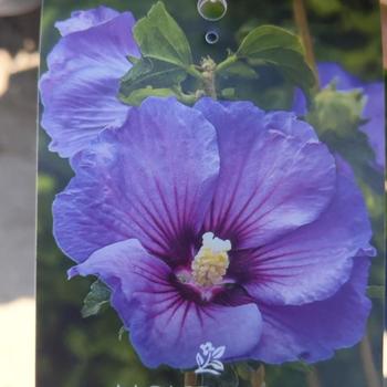Hibiscus syriacus 'Minsyble9' 