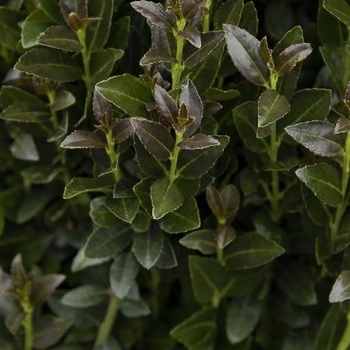 Ilex crenata 'Ruby Colonnade' 