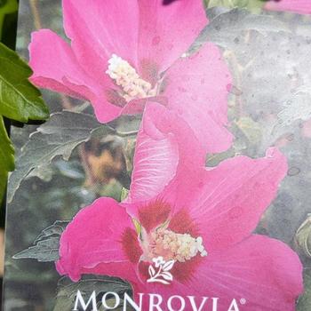 Hibiscus syriacus 'Minsyre10' 