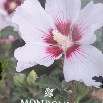 Hibiscus syriacus 'Minsymacwhi1' Mineru
