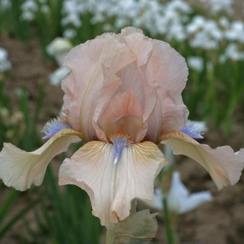 Iris germanica 'Concertina' 