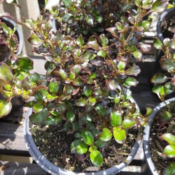 Coprosma 'Karo Red' 