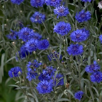 Centaurea cyanus