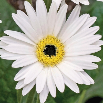 Gerbera 'Sweet Frosting' 